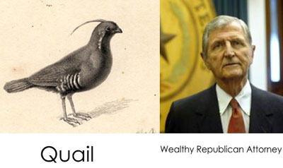 Quail vs person