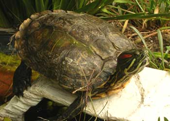 malo the turtle