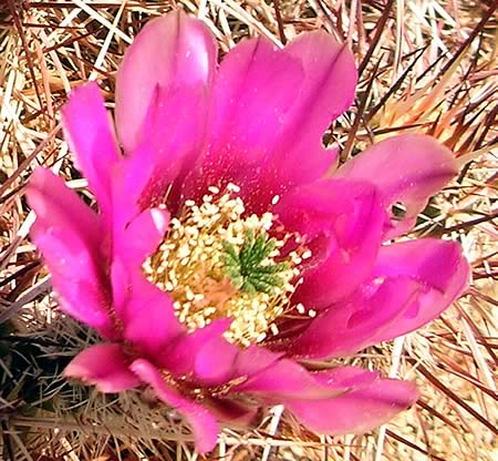 Cactus in bloom