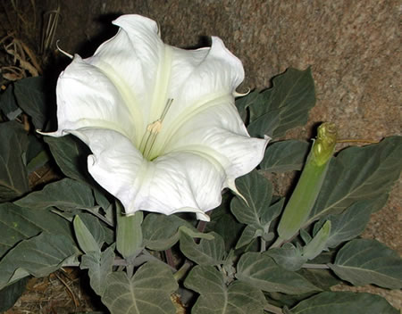 Datura