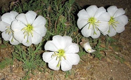 Night blooming flower