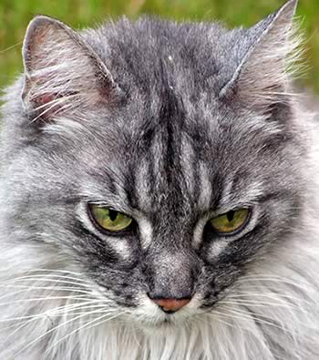Pandora the cat