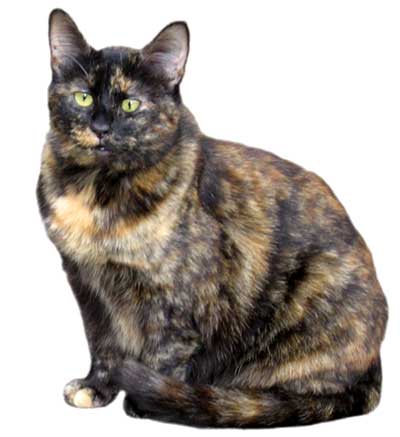Suzy the cat