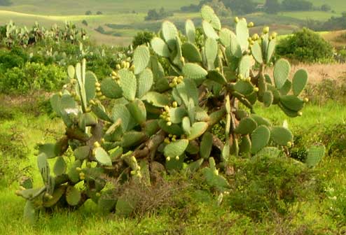 cactus in Maui