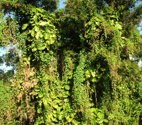 Rainforest scenery in Haiku