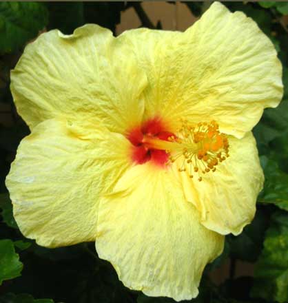 Yellow Hibiscus