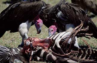 vulture.jpg