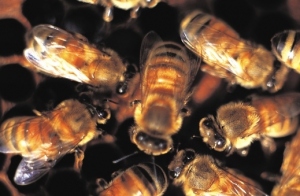 Bees