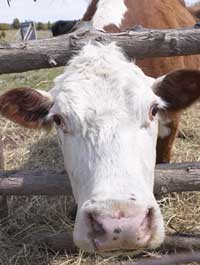 cow