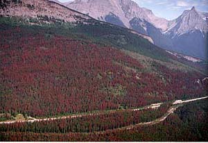Trees killed by bark beetle