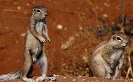 squirrels