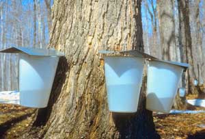 Sugaring