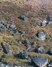 tundra