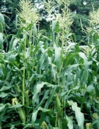 corn
