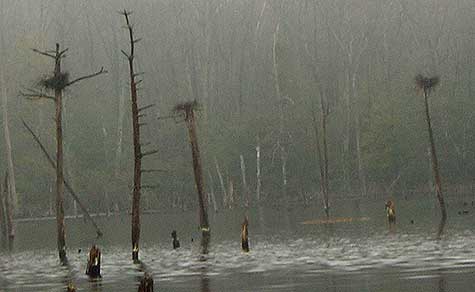 Blue Heron nests