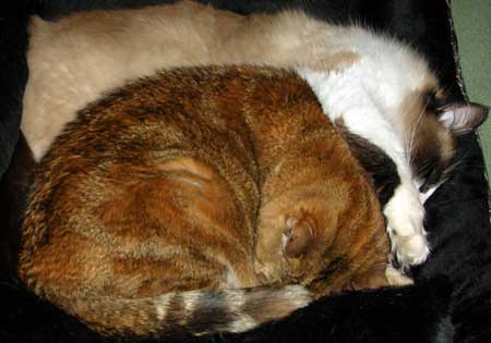 Peggy Sue and Bandit snoozing