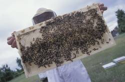 Bees