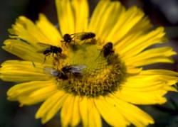 bees