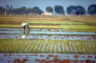 rice paddy