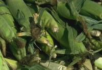 corn