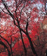 Fall foliage