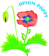 opium poppy