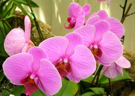US Botanic Garden orchid
