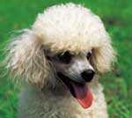poodle.jpg