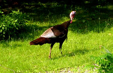 Wild turkey