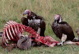 vultures