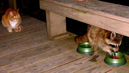 Cat and raccoon