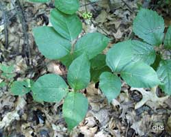 poison ivy