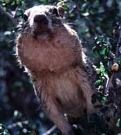 squirrel