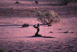 desert