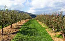 orchard