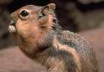 chipmunk