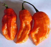 Bhut Jolokia