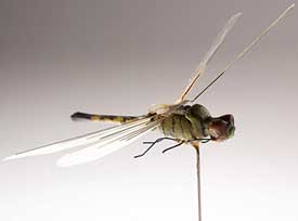 insectothopter. CIA, circa 1970â€™s