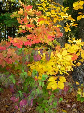 Fall foliage. Close-up