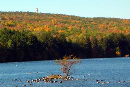 Fall foliage. Reservoir 6. West Hartford CT.