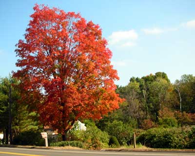Sugar maple. Fall color