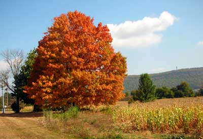 Sugar maple. Fall color
