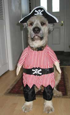 Why pets hate Halloween