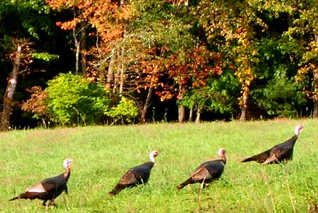 Wild turkey. Fall color. Canton CT.