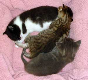 three kittens