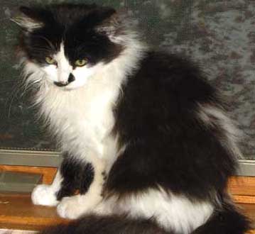 Dali cat
