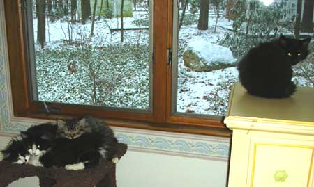 four kittens