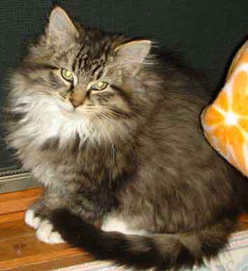 Julia cat