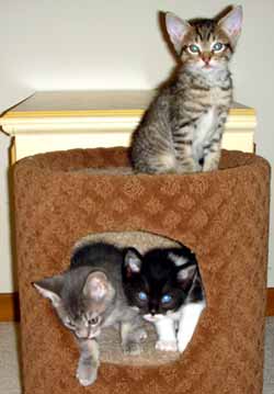 kittens