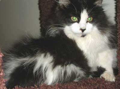Miss America cat